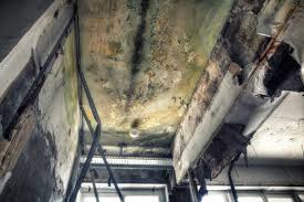 Best Attic Mold Removal in Greentown, OH